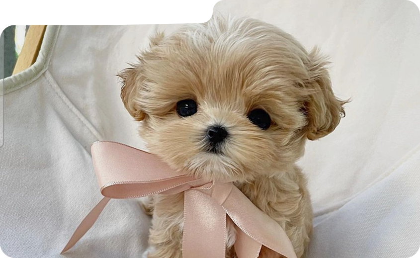 Мальтипу Тедді